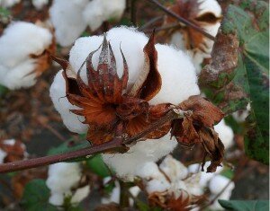 cotton cotton