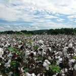 Cotton_Baumwollfeld