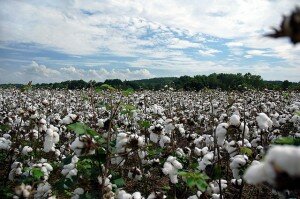 Cotton_Baumwollfeld