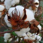cotton