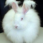 Angora Kaninchen