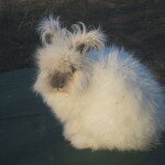 Angora Skandal