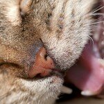 Katze