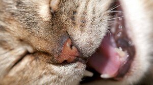 Katze