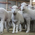 Das Schweigen der Lämmer: In der argentinischen Scherproduktion steht ihnen einiges Leid bevor