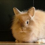 Bestseller kann nicht sicherstellen, dass die Lieferanten von Angora-Wolle immer die Tierschutzregeln einhalten