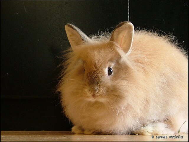 Bestseller kann nicht sicherstellen, dass die Lieferanten von Angora-Wolle immer die Tierschutzregeln einhalten Bestseller kann nicht sicherstellen, dass die Lieferanten von Angora-Wolle immer die Tierschutzregeln einhalten